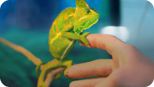 Exotic Care Sheets image